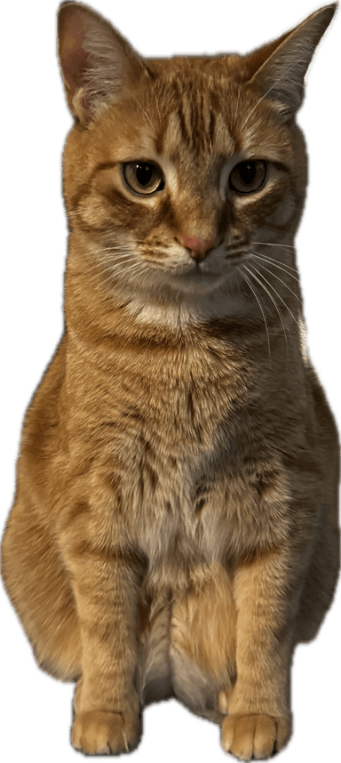 My cat